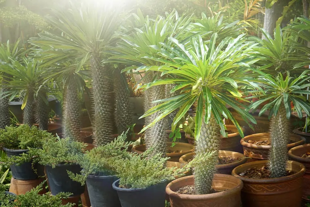 Madagascar Palm (Pachypodium lamerei) in pots