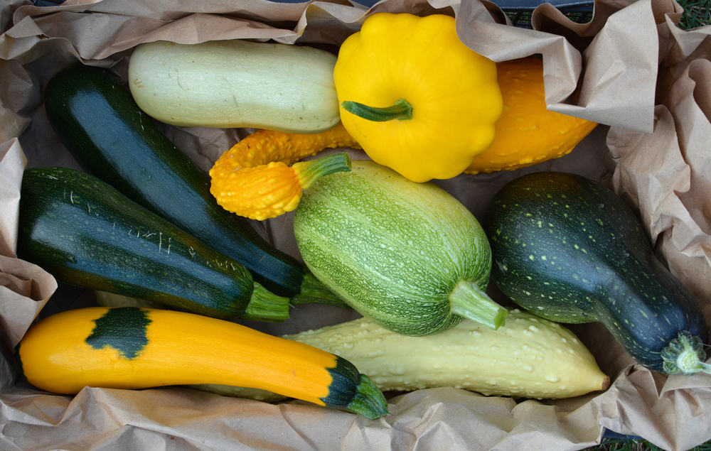 Selection of summer squash