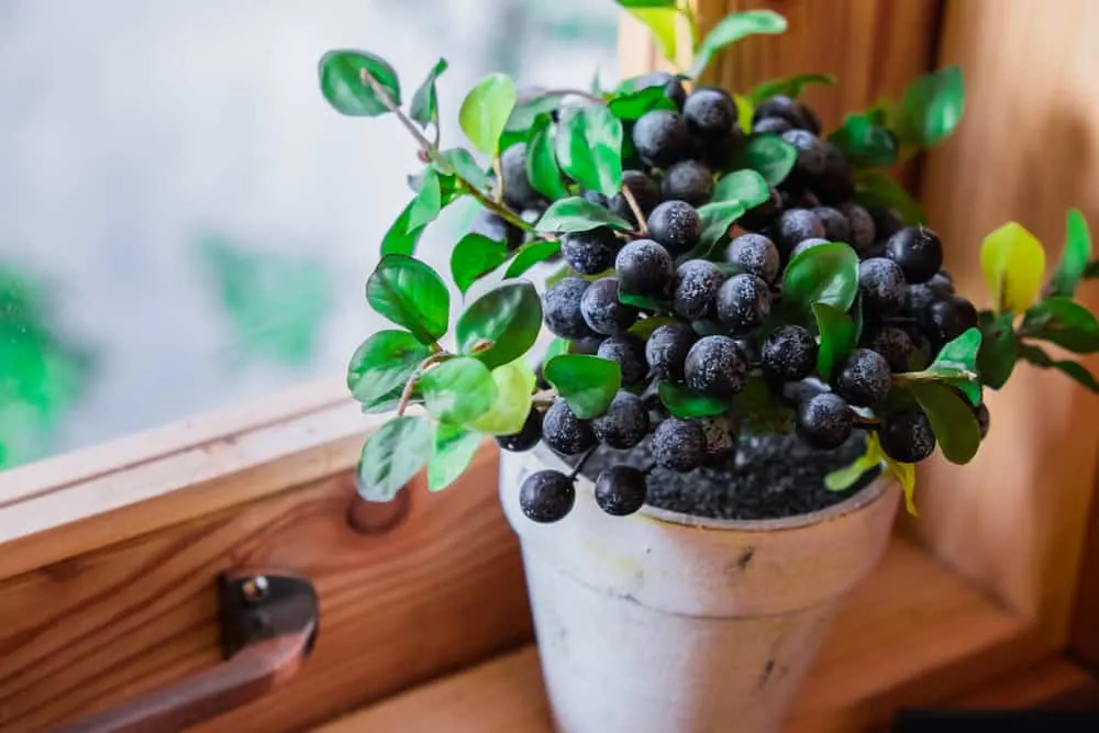 Small blueberry plant inside