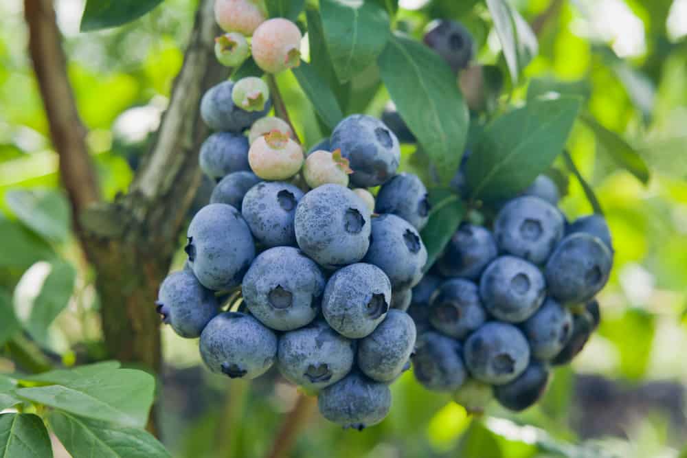 Vaccinium corymbosum, high huckleberry blueberries