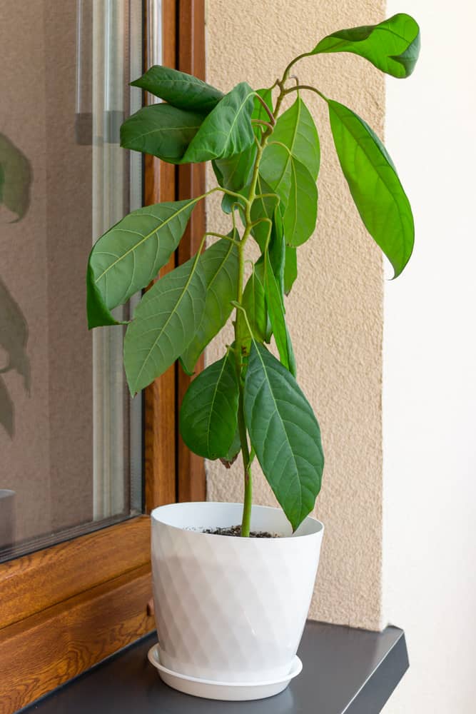 Indoor avocado tree