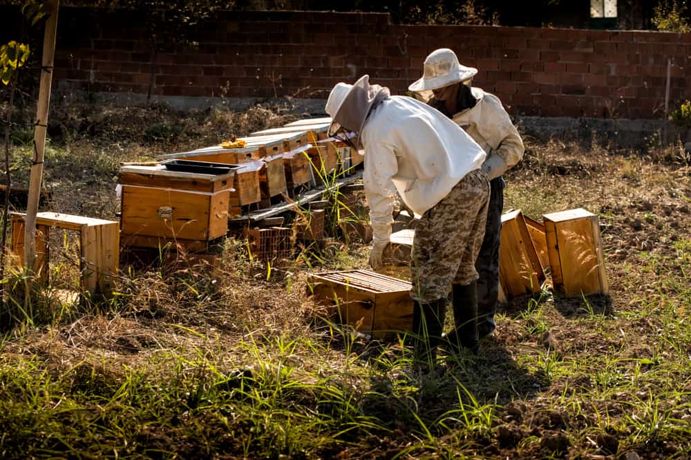 A homestead beekeeper