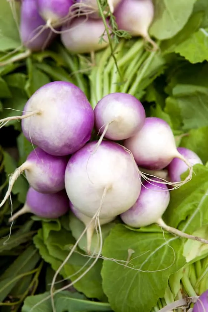 Bunch of turnips