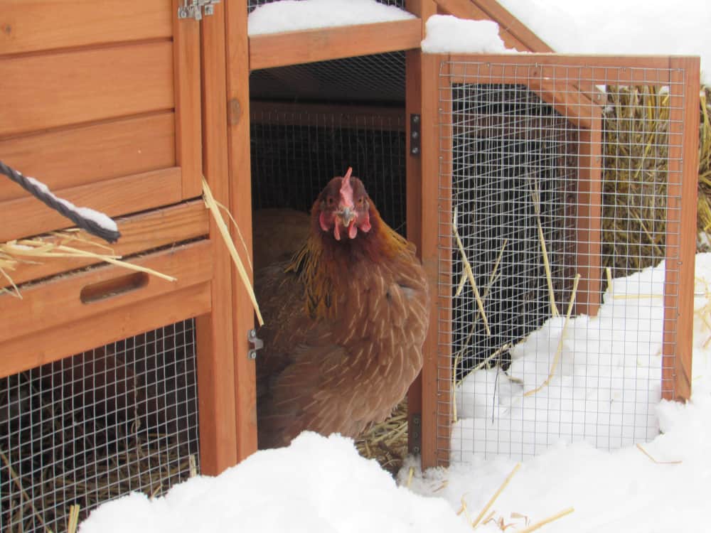 7 Steps to Winterize the Chicken Coop