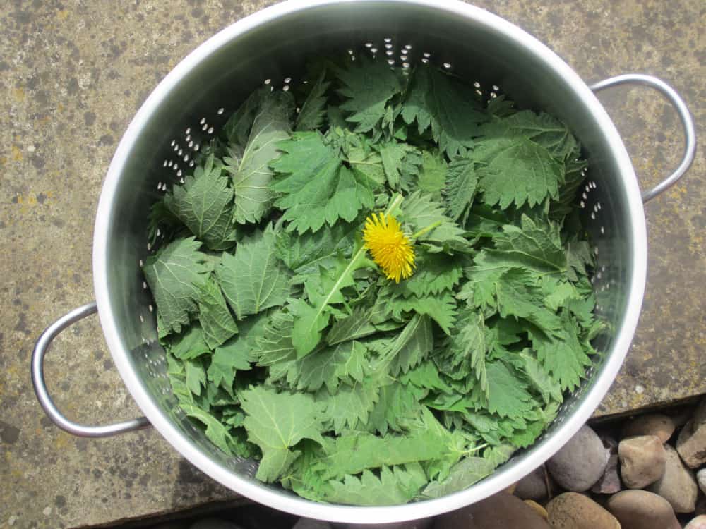 A bowl of edible chicken weeds