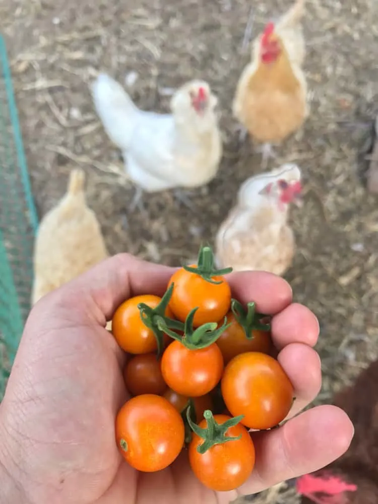 Chickens being fed cherry tomatoes from the vegetable garden