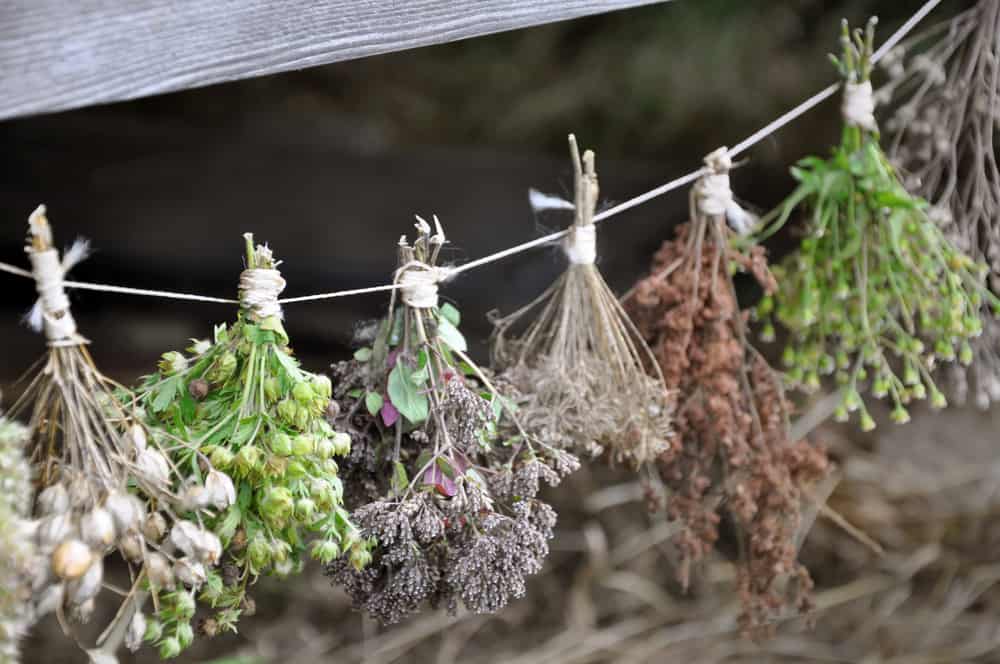 Air drying herbs