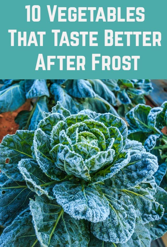 10 Vegetables That Taste Better After Frost