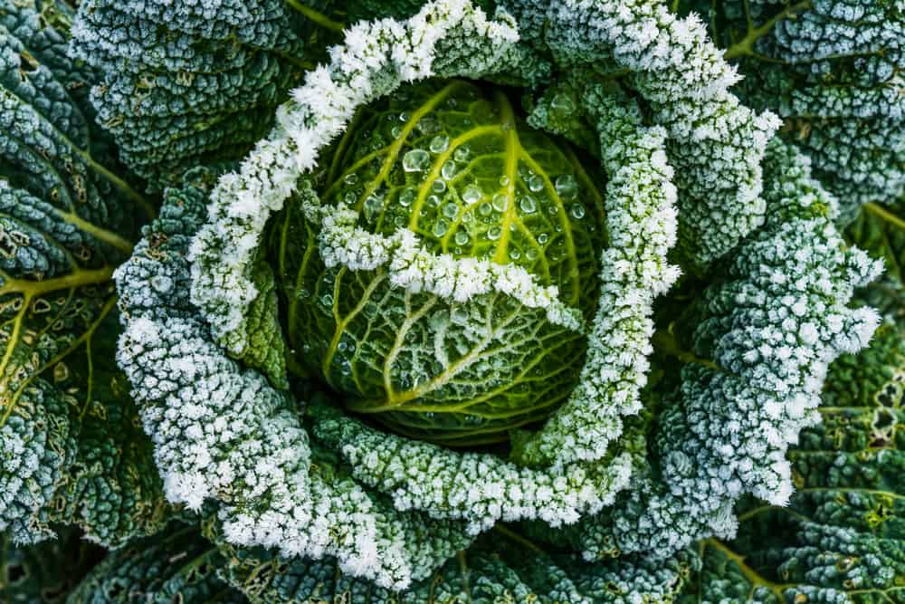Frosty cabbage