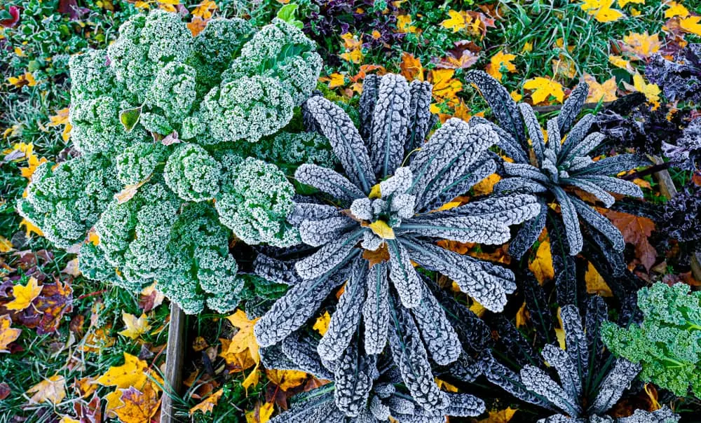 Kale leaves in frost