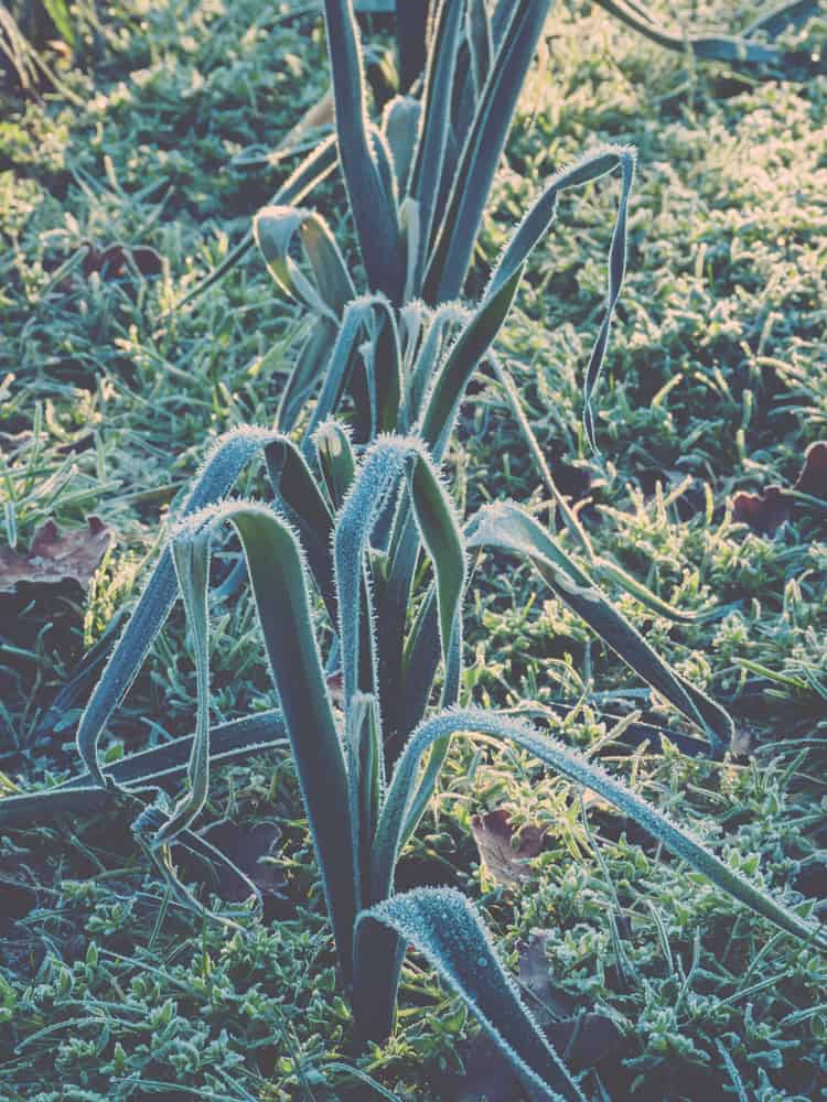 Leeks in frost