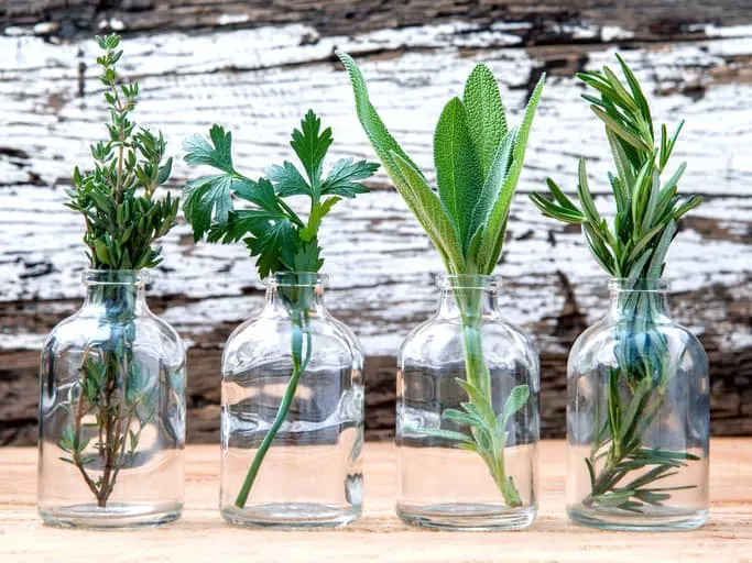 Herb cuttings ready to propagate in water in glass jars