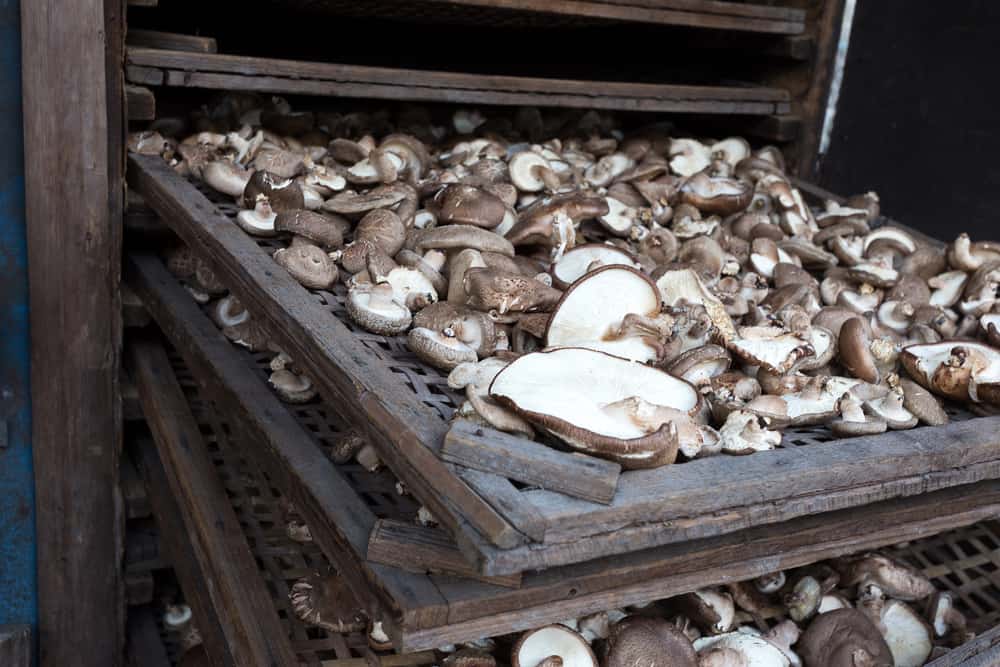 Growing Shiitake mushrooms the traditional way
