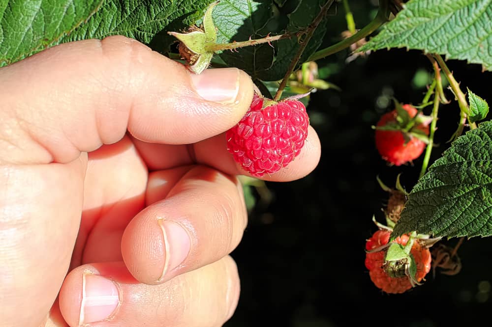 Hand picking a raspberry