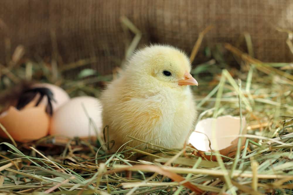 A recently hatched baby chick