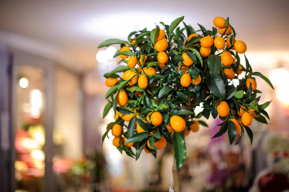 How to pollinate indoor fruit trees