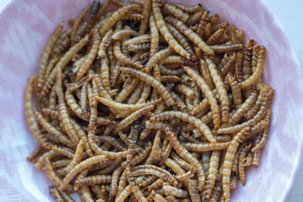 Mealworms make an excellent inexpensive chicken treat