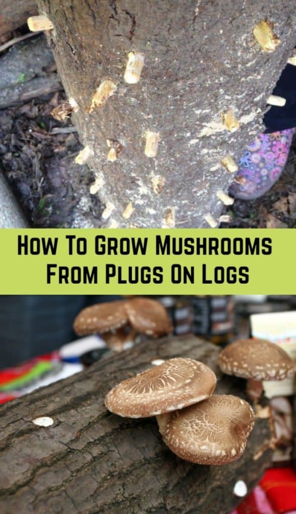 How To Grow Mushrooms From Plugs On Logs