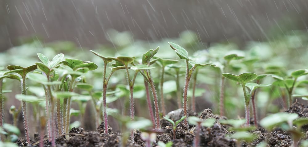Mustard sprouts in the rain