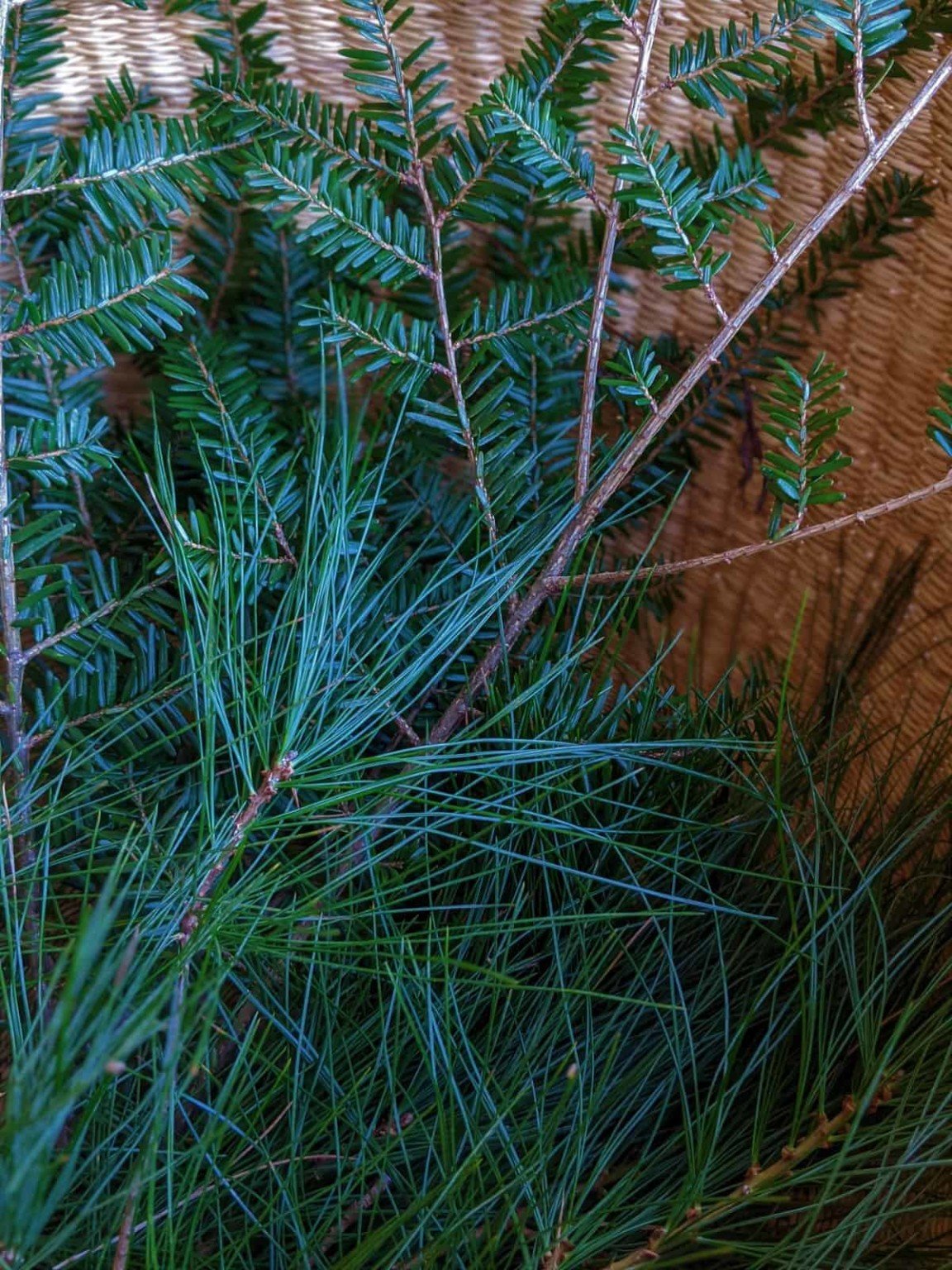 22 Impressive Pine Needle Uses You'd Never Have Thought Of