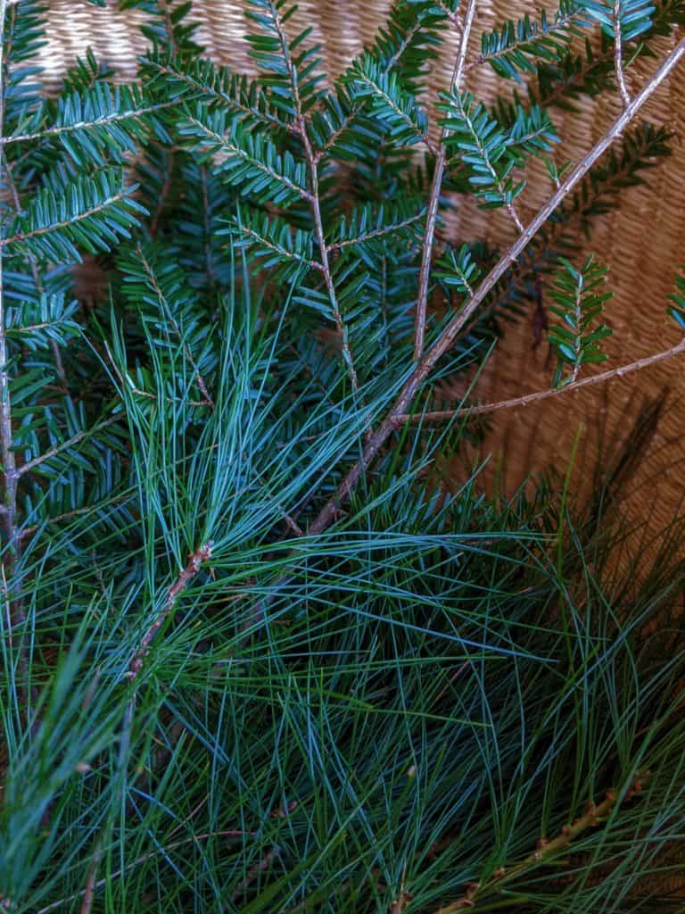 18 Impressive Pine Needle Uses You'd Never Have Thought Of
