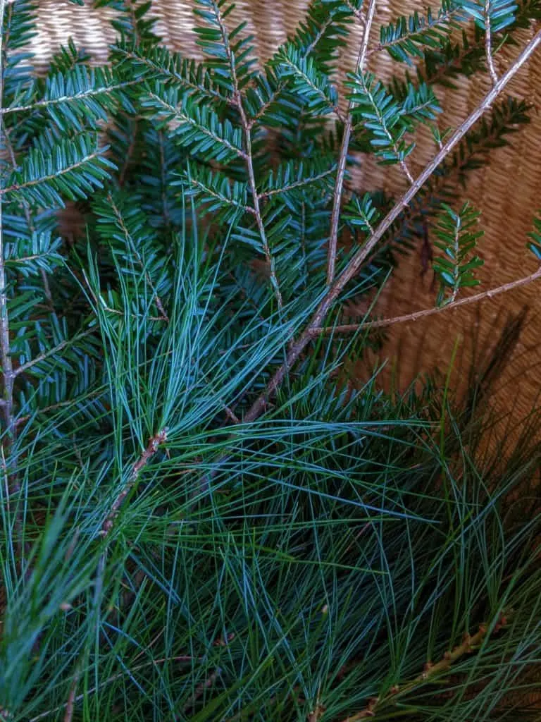 Close up of evergreen branches with vibrant green pine needles in