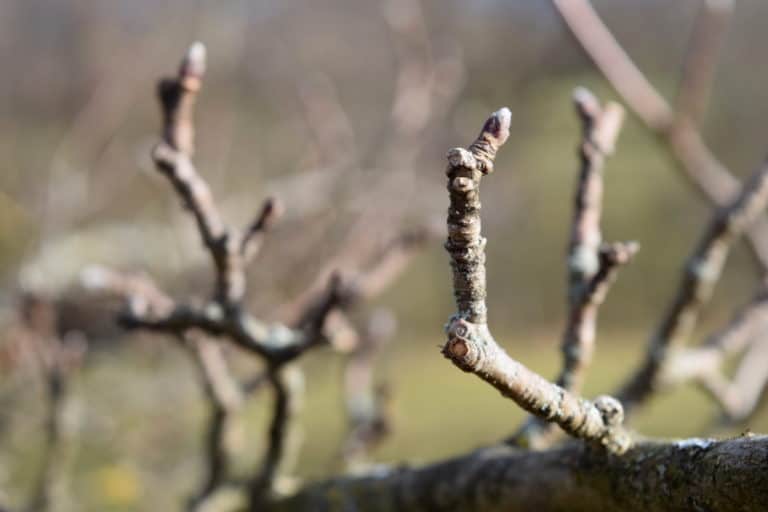 How To Prune Apple and Pear Trees In Winter For Higher Yields