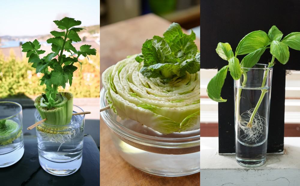 20 Vegetables You Can Re Grow From Scraps,Pet Fennec Fox Cage