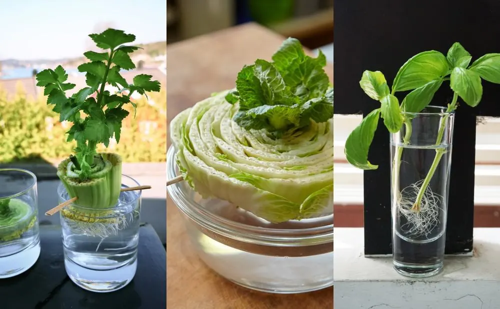 The 14 Fastest Growing Vegetables to Add to Your Edible Garden
