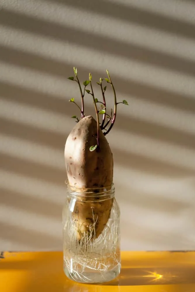Regrow sweet potatoes in a jar of water