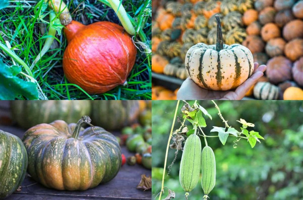 25 Exciting Types of Squash To Grow In Your Garden