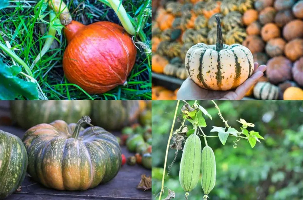 Image of Pumpkins as loofah companion plants