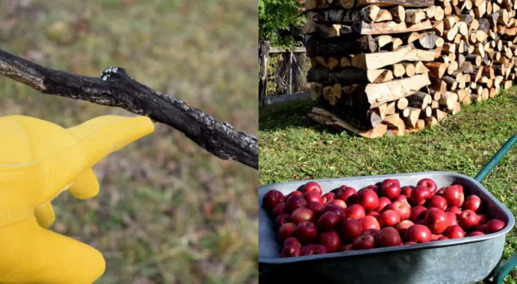 How To Prune Apple and Pear Trees In Winter For Higher Yields
