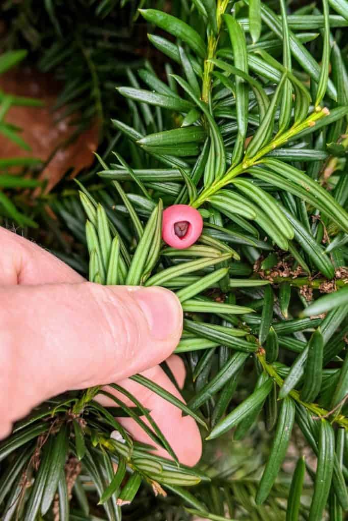 Common Yew with distinctive red berry
