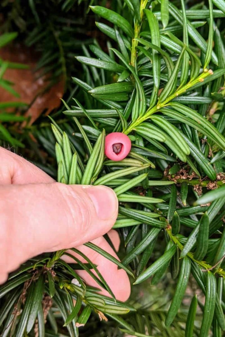 22 Impressive Pine Needle Uses You'd Never Have Thought Of