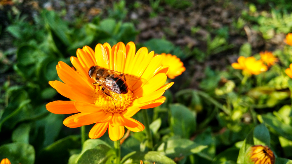 Bee on calendula flower