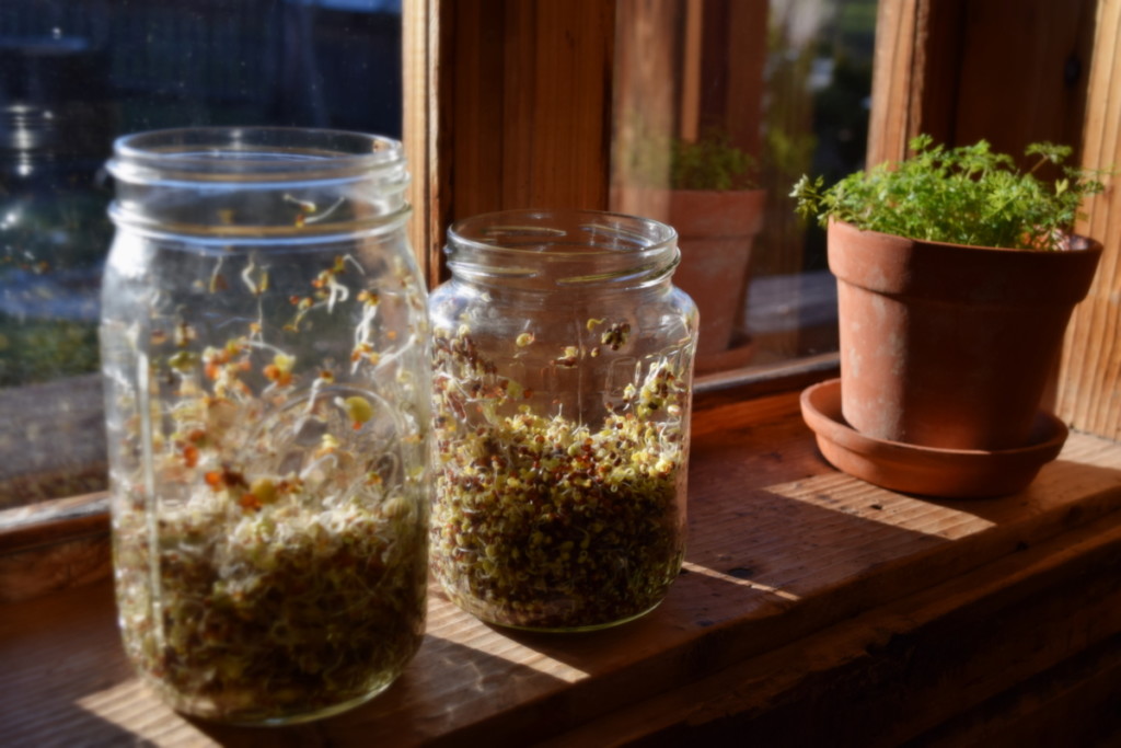 Jars of sprouts are sitting on a windowsill with the sun streaming through. 