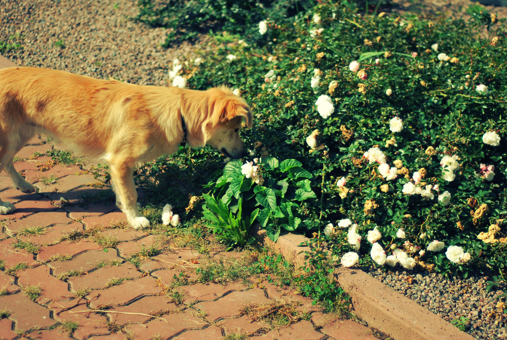 Dog sniffing at plants