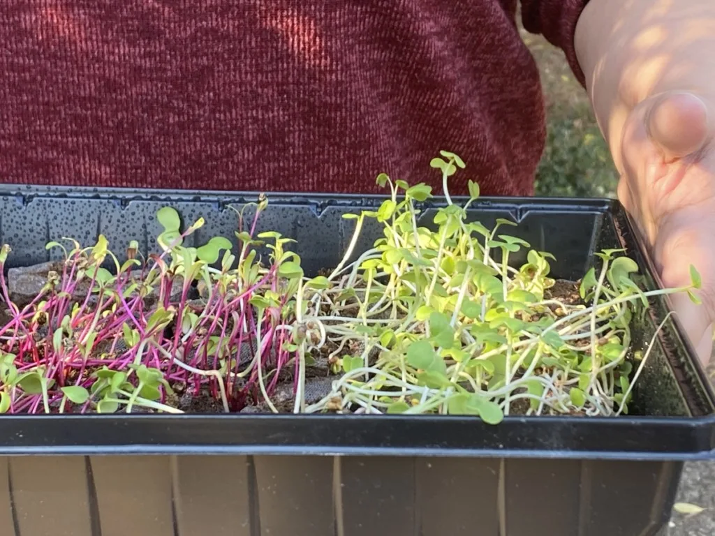 Microgreens in seed starting tray