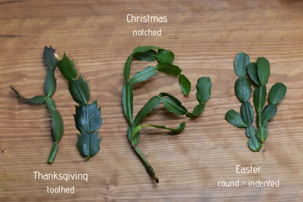 Different holiday cactus cuttings labeled- Thanksgiving, Christmas and Easter.