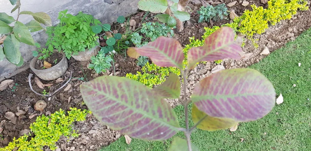 Guava plant with purple leaves from phosphorus deficiency 