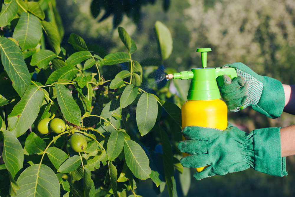 Using pesticide spray