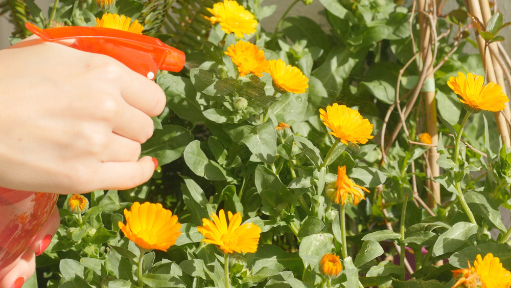 Watering calendula with water bottle spray