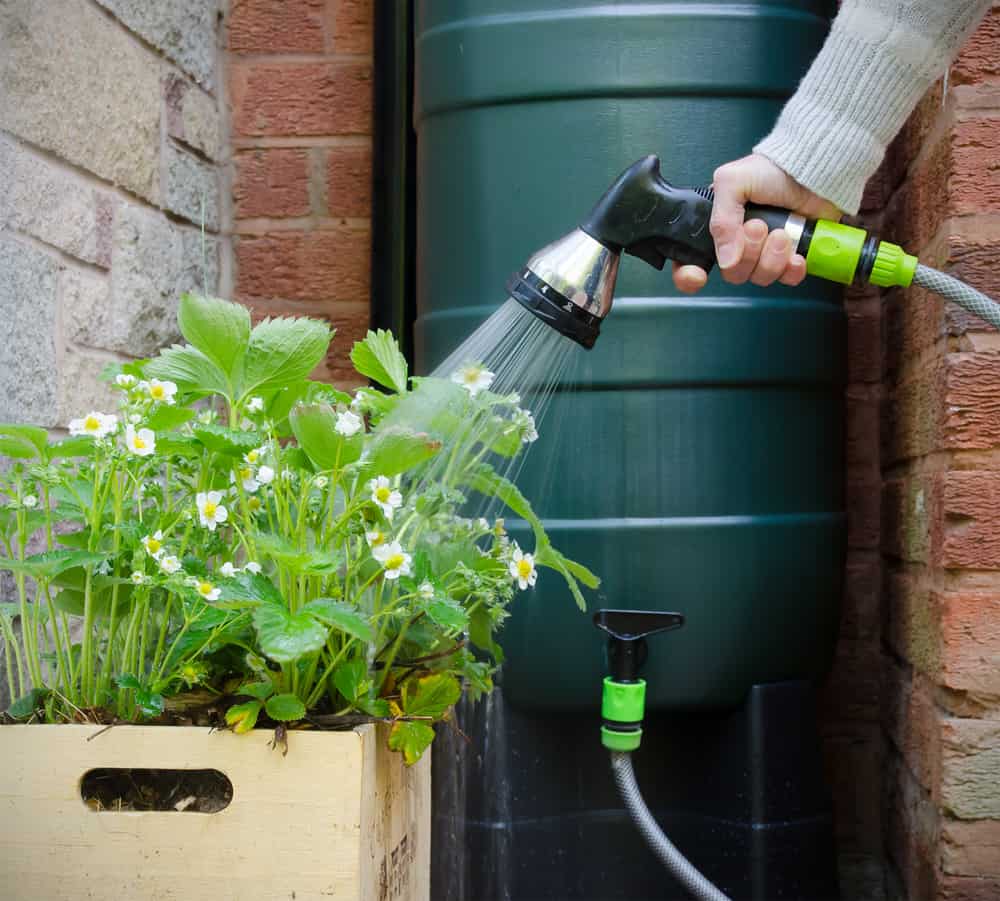 Watering garden with rainwater