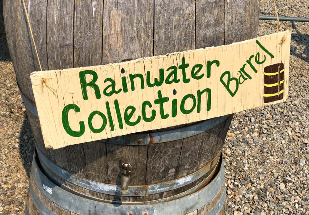 A large wooden barrel repurposed to hold rainwater for watering the garden.