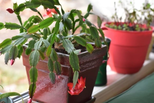 Christmas Cactus - How to ID & Care for Everyone's Favorite Holiday Plant