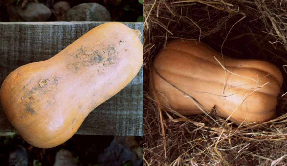 How To Cure and Store Winter Squash