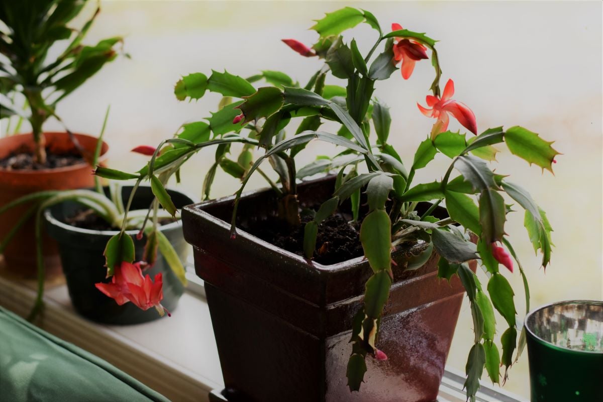 Christmas Cactus - How to ID & Care for Everyone's Favorite Holiday Plant