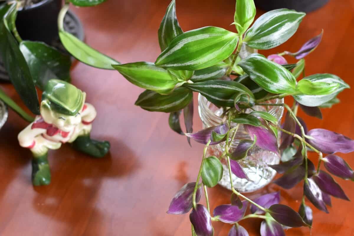 Inch Plant, Spiderwort or Wandering Dude Care & Propagation The