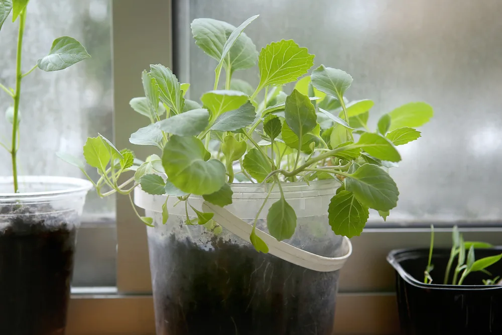 Cabbage seedlings on windowsill